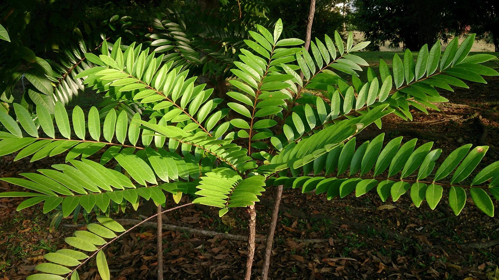 Eurycoma longifolia