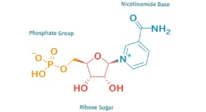 Nicotinamide mononucleotide (NMN)